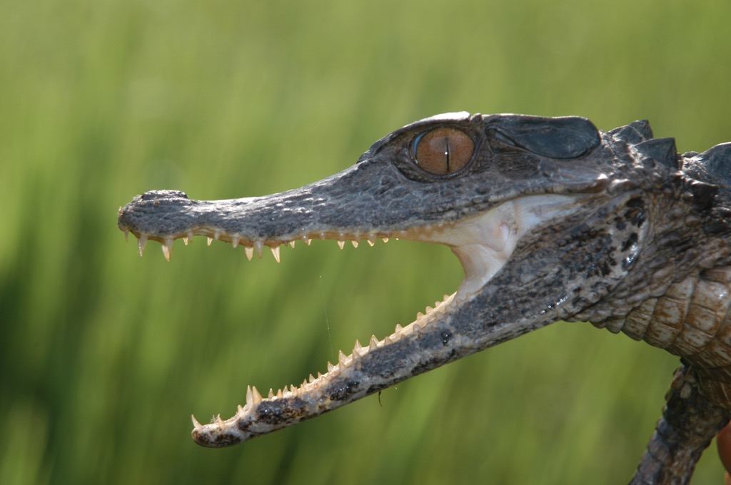 caiman