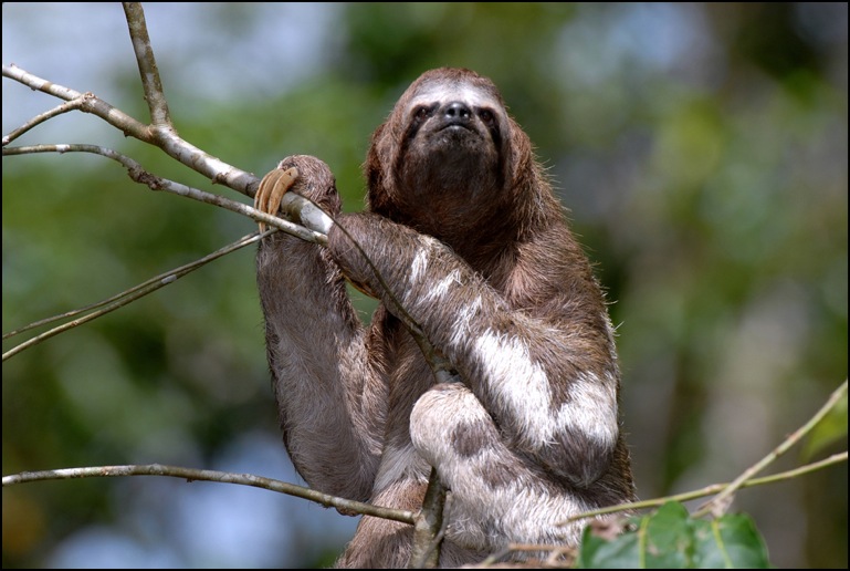 nature-sloth