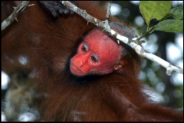 12---monkey-2