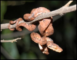 40---snake