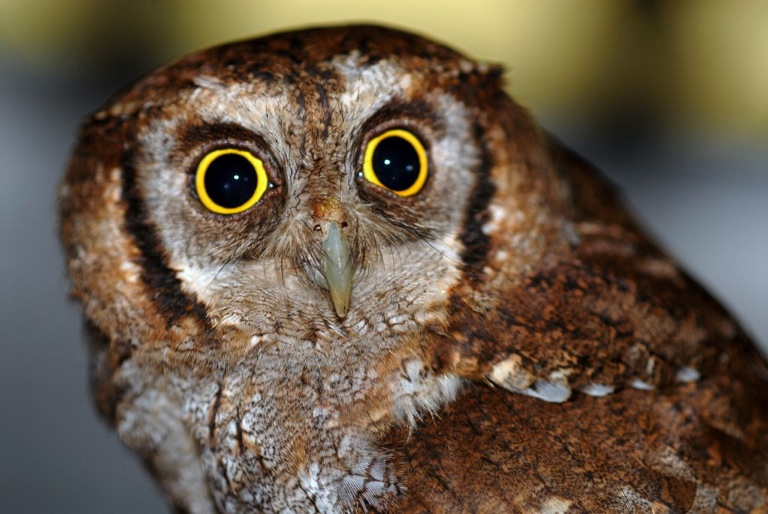 owl